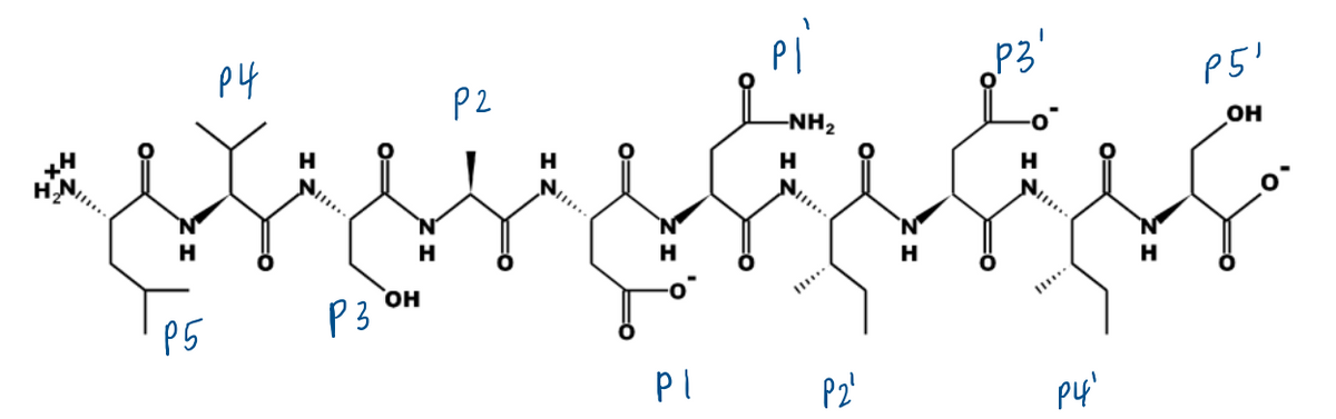 p4
P2
P5'
-NH2
OH
H
H
H
H
H
он
P5
P3
P2'
