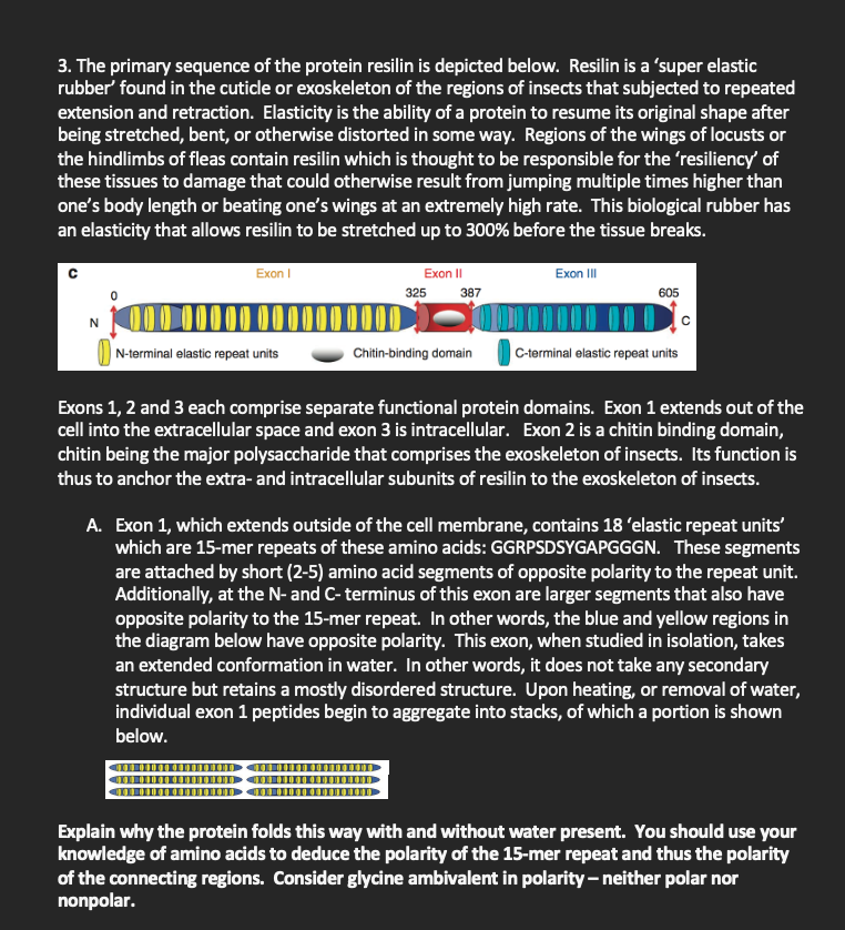 3. The primary sequence of the protein resilin is depicted below. Resilin is a 'super elastic
rubber' found in the cuticle or exoskeleton of the regions of insects that subjected to repeated
extension and retraction. Elasticity is the ability of a protein to resume its original shape after
being stretched, bent, or otherwise distorted in some way. Regions of the wings of locusts or
the hindlimbs of fleas contain resilin which is thought to be responsible for the 'resiliency' of
these tissues to damage that could otherwise result from jumping multiple times higher than
one's body length or beating one's wings at an extremely high rate. This biological rubber has
an elasticity that allows resilin to be stretched up to 300% before the tissue breaks.
Exon I
Exon II
Exon II
325
387
605
| N-terminal elastic repeat units
Chitin-binding domain
|C-terminal elastic repeat units
Exons 1, 2 and 3 each comprise separate functional protein domains. Exon 1 extends out of the
cell into the extracellular space and exon 3 is intracellular. Exon 2 is a chitin binding domain,
chitin being the major polysaccharide that comprises the exoskeleton of insects. Its function is
thus to anchor the extra- and intracellular subunits of resilin to the exoskeleton of insects.
A. Exon 1, which extends outside of the cell membrane, contains 18 'elastic repeat units'
which are 15-mer repeats of these amino acids: GGRPSDSYGAPGGGN. These segments
are attached by short (2-5) amino acid segments of opposite polarity to the repeat unit.
Additionally, at the N- and C-terminus of this exon are larger segments that also have
opposite polarity to the 15-mer repeat. In other words, the blue and yellow regions in
the diagram below have opposite polarity. This exon, when studied in isolation, takes
an extended conformation in water. In other words, it does not take any secondary
structure but retains a mostly disordered structure. Upon heating, or removal of water,
individual exon 1 peptides begin to aggregate into stacks, of which a portion is shown
below.
Explain why the protein folds this way with and without water present. You should use your
knowledge of amino acids to deduce the polarity of the 15-mer repeat and thus the polarity
of the connecting regions. Consider glycine ambivalent in polarity – neither polar nor
nonpolar.
