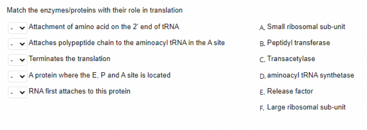 Match the enzymes/proteins with their role in translation
v Attachment of amino acid on the 2' end of tRNA
A. Small ribosomal sub-unit
v Attaches polypeptide chain to the aminoacyl tRNA in the A site
B. Peptidyl transferase
v Terminates the translation
c. Transacetylase
v A protein where the E, P and A site is located
D. aminoacyl tRNA synthetase
v RNA first attaches to this protein
E. Release factor
F. Large ribosomal sub-unit
