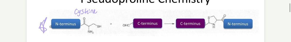 Cysteine
N-terminus
NH₂
SH
OHC
C-terminus
C-terminus
N-terminus