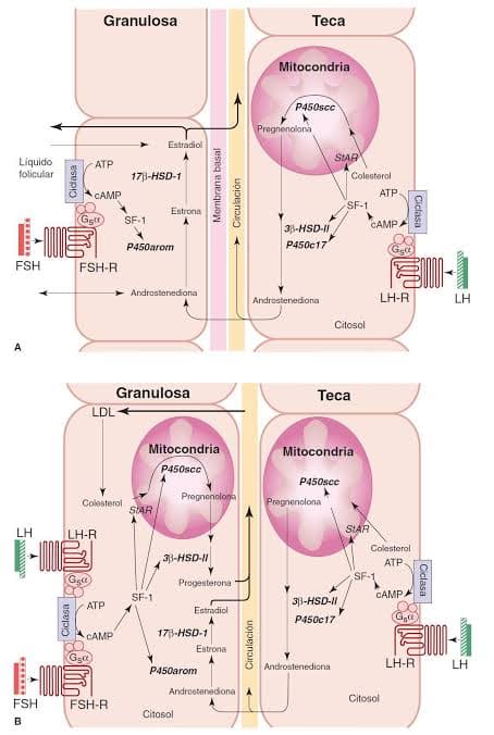 Granulosa
Теса
Mitocondria
P450scc
Pregnenolona
Estradiol
SIAR
Liquido
folicular
ATP
173-HSD-1
Colesterol
CAMP
ATP
SF-1
Estrona
SF-1
CAMP
33-HSD-II
P450c17
P450arom
Gg
FSH
FSH-R
Androstenediona
Androstenediona
LH-R
LH
Citosol
A
Granulosa
LDL
Теcа
Mitocondria
Mitocondria
P450scc
P450sce
Pregnenolona
Colesterol
Pregnenolona
SAR
LH
LH-R
SIAR
Colesteral
33-HSD-II
ATP
SF-1
Progesterona
SF-1
CAMPA
ATP
33-HSD-II
Estradiol
(G.l
P450c17
CAMP
173-HSD-1
Estrona
Androstenediona
LH-R
LH
P450arom
Androstenediona A
Citosol
FSH
FSH-R
Citosol
B
Ciclasa
Cidasa
Membrana basal
> Circulación
Circulación
Ciclasa
Ciclasa
wwww E
