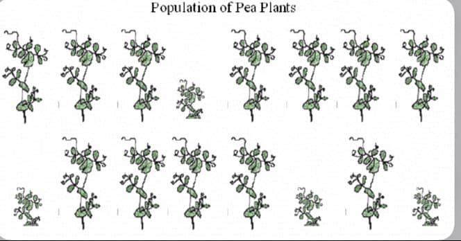 Population of Pea Plants
