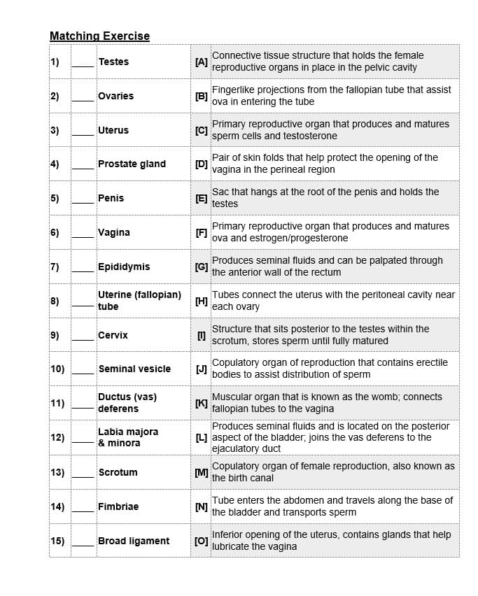 Matching Exercise
1)
2)
3)
4)
5)
6)
7)
(8)
9)
10)
11)
12)
13)
14)
15)
Testes
Ovaries
Uterus
Prostate gland
Penis
Vagina
Epididymis
Uterine (fallopian)
tube
Cervix
Seminal vesicle
Ductus (vas)
deferens
Labia majora
& minora
Scrotum
Fimbriae
Broad ligament
Connective tissue structure that holds the female
[A] reproductive organs in place in the pelvic cavity
[B]
Fingerlike projections from the fallopian tube that assist
ova in entering the tube
[C]
Primary reproductive organ that produces and matures
sperm cells and testosterone
[D]
Pair of skin folds that help protect the opening of the
vagina in the perineal region
Sac that hangs at the root of the penis and holds the
[E] testes
[F]
Primary reproductive organ that produces and matures
ova and estrogen/progesterone
[G]
Produces seminal fluids and can be palpated through
the anterior wall of the rectum
[H]
Tubes connect the uterus with the peritoneal cavity near
each ovary
E
5
Structure that sits posterior to the testes within the
scrotum, stores sperm until fully matured
Copulatory organ of reproduction that contains erectile
bodies to assist distribution of sperm
[K]
Muscular organ that is known as the womb; connects
fallopian tubes to the vagina
Produces seminal fluids and is located on the posterior
[L] aspect of the bladder; joins the vas deferens to the
ejaculatory duct
[M]
Copulatory organ of female reproduction, also known as
the birth canal
Tube enters the abdomen and travels along the base of
[N] the bladder and transports sperm
Inferior opening of the uterus, contains glands that help
[0] lubricate the vagina