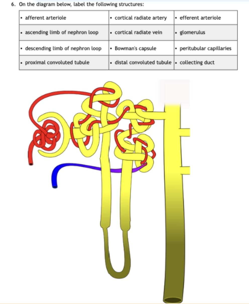 6. On the diagram below, label the following structures:
• afferent arteriole
ascending limb of nephron loop
descending limb of nephron loop
• proximal convoluted tubule
• cortical radiate artery
• cortical radiate vein
Bowman's capsule
• distal convoluted tubule
efferent arteriole
• glomerulus
• peritubular capillaries
collecting duct