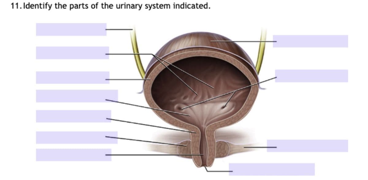11. Identify the parts of the urinary system indicated.
||