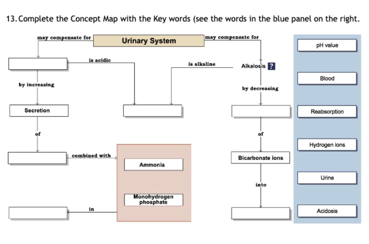 13. Complete the Concept Map with the Key words (see the words in the blue panel on the right.
may compensate for
by increasing
Secretion
of
is acidic
combined with
in
Urinary System
Ammonia
Monohydrogen
phosphate
may compensate for
is alkaline
Alkalosis?
by decreasing
of
Bicarbonate ions
into
pH value
Blood
Reabsorption
Hydrogen ions
Urine
Acidosis