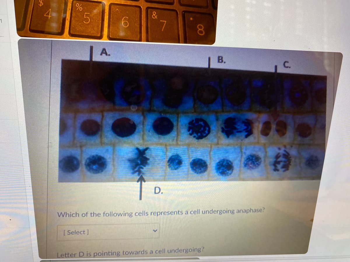 6.
8.
..
A.
B.
C.
D.
Which of the following cells represents a cell undergoing anaphase?
[Select ]
Letter D is pointing towards a cell undergoing?
