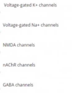 Voltage-gated K+ channels
Voltage-gated Na+ channels
NMDA channels
NACHR channels
GABA channels
