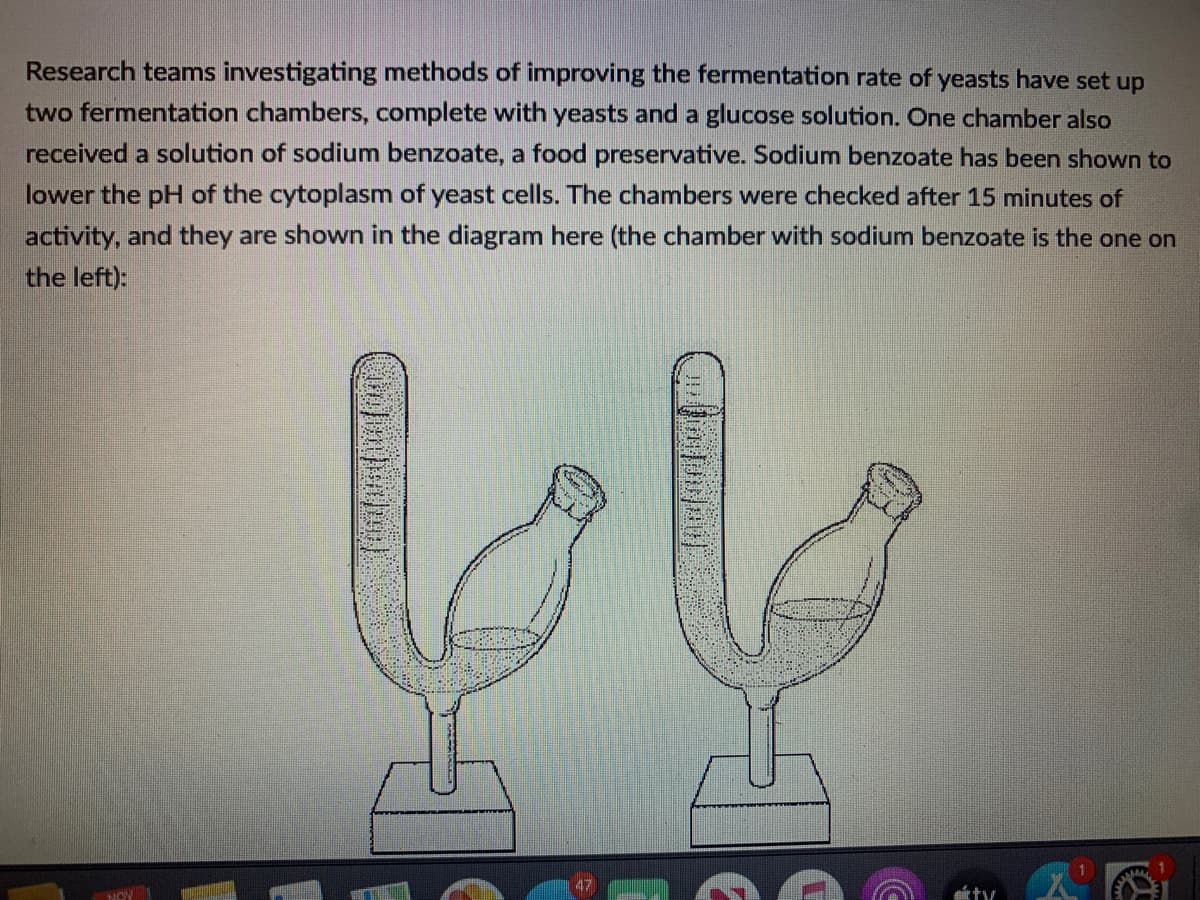Research teams investigating methods of improving the fermentation rate of yeasts have set up
two fermentation chambers, complete with yeasts and a glucose solution. One chamber also
received a solution of sodium benzoate, a food preservative. Sodium benzoate has been shown to
lower the pH of the cytoplasm of yeast cells. The chambers were checked after 15 minutes of
activity, and they are shown in the diagram here (the chamber with sodium benzoate is the one on
the left):
47
tty
