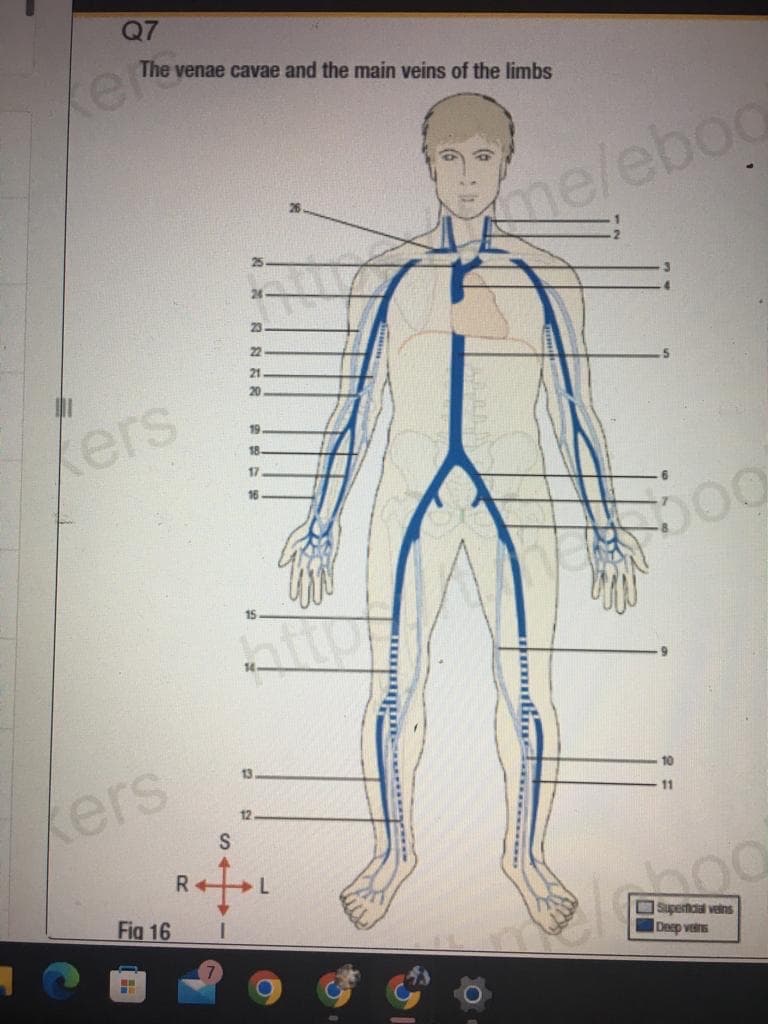 Q7
The venae cavae and the main veins of the limbs
23
22
21
20
19
18
17
16
Kers
kers
Fig 16
H
13
12
S
RAIL
me/eboo
#jog
11
Superficial veins
Deep veins