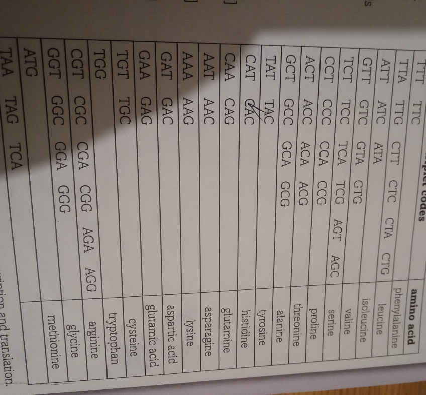 TTT
TTC
ödes
amino acid
TTA
TTG
CTT
phenylalanine
СТС
СТА
CTG
ATT
ATC
АТА
leucine
GTT
GTC
GTA
isoleucine
GTG
TCT
ТСС ТСА
valine
TCG AGT
AGC
serine
ССТ
CCC CCA CCG
proline
АCT
ACC ACA ACG
threonine
GCT
GCC GCA GCG
alanine
ТАT
TẠC
tyrosine
CÁC
CAA
CAT
histidine
CAG
glutamine
asparagine
lysine
AAT
AAC
AAA
AAG
GAC
aspartic acid
GAT
glutamic acid
cysteine
GAA GAG
TGT TGC
tryptophan
arginine
glycine
TGG
CGC CGA
GGA GGG
CGG AGA AGG
GGT GGC
methionine
ATG
TAG
TCA
TAA
nd translation.
