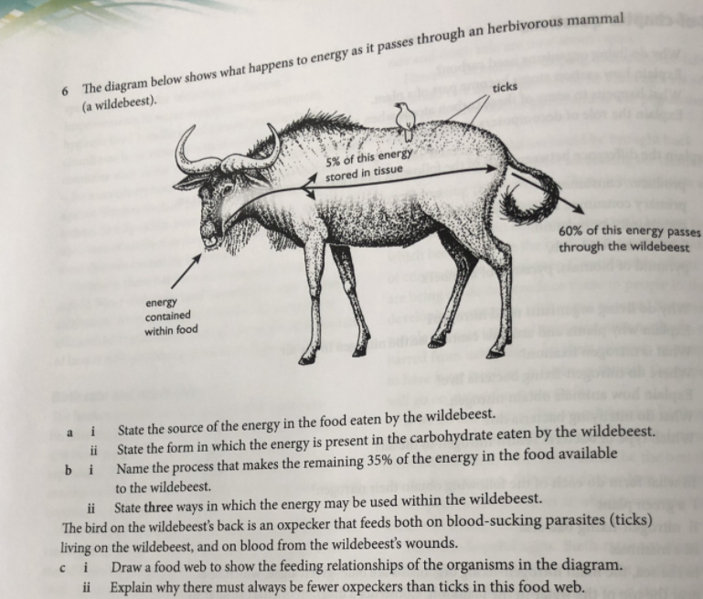 6 The diagram below shows what happens to energy as it passes through an herbivorous mammal
(a wildebeest).
ticks
5% of this energy
stored in tissue
60% of this energy passes
through the wildebeest
energy
contained
within food
a i State the source of the energy in the food eaten by the wildebeest.
State the form in which the energy is present in the carbohydrate eaten by the wildebeest.
Name the process that makes the remaining 35% of the energy in the food available
to the wildebeest.
ii
b i
ii State three ways in which the energy may be used within the wildebeest.
The bird on the wildebeest's back is an oxpecker that feeds both on blood-sucking parasites (ticks)
living on the wildebeest, and on blood from the wildebeest's wounds.
ci Drawa food web to show the feeding relationships of the organisms in the diagram.
ii Explain why there must always be fewer oxpeckers than ticks in this food web.
