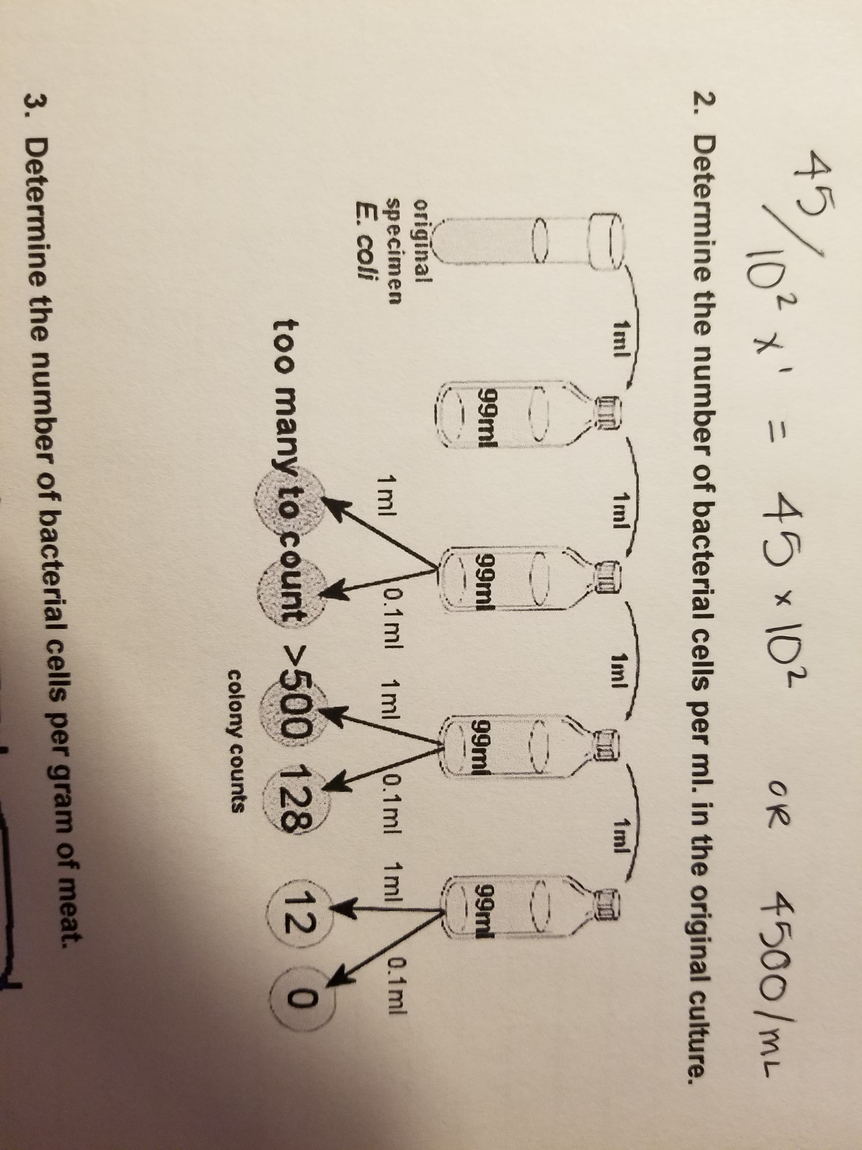 45%0²x'
= 45 x 102
4500/mL
2.
10?x' =
OR
%3D
2. Determine the number of bacterial cells per ml. in the original culture.
1ml
1ml
1ml
1ml
99ml
99ml
99mi
99ml
origīnal
specimen
E. coli
1 ml
0.1ml 1ml
0.1ml 1ml
0.1ml
too many to count >500 128
12
colony counts
3. Determine the number of bacterial cells per gram of meat.
ww.
