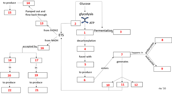 to produce
14
Glucose
Pumped out and
flow back through
15
glycolysis
13
АТР
from FADH2
Fermentation
1
3
ETS
from NÁDH
decarboxylation
8
accepted by
16
4
happens in
fused with
18
17
generates
in
in
enters
to produce
20
19
to produce
to produce
10
11
12
rbc '20
22
21
prokaryotes
eukaryotes
