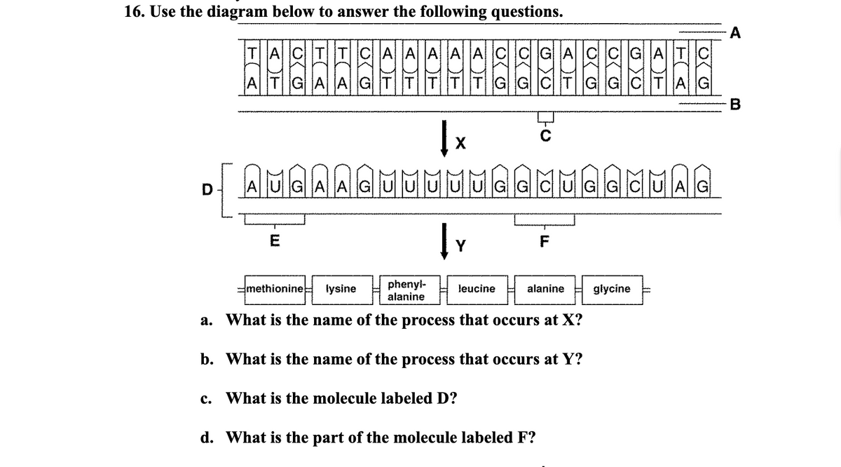 16. Use the diagram below to answer the following questions.
TI
T CAA A A A C C GA CCG| ATC
AT GAA GTT
GG C T G G
TAG
MMMMAGE
D
E
Y
phenyl-
alanine
-methionine
lysine
leucine
alanine
glycine
a. What is the name of the process that occurs at X?
b. What is the name of the process that occurs at Y?
c. What is the molecule labeled D?
d. What is the part of the molecule labeled F?
