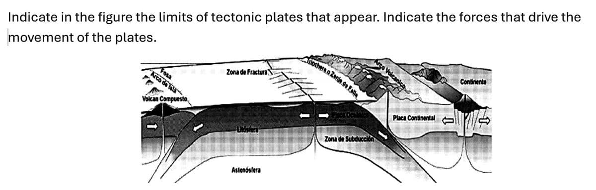 Indicate in the figure the limits of tectonic plates that appear. Indicate the forces that drive the
movement of the plates.
Fosa
Arco de
Volcan Compuesto
Zona de Fractura
Astenosfera
triochera a Zanje de Falle
Zona de Subducción
Arco Volcanico
Placa Continental
T
Continente