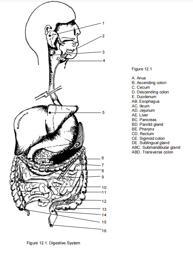 1
-2
4
Figure 12.1
A. Anus
B. Ascending colon
C. Cecum
D. Descending colon
E. Duodenum
AB. Esophagus
AC. Ileum
AD. Jejunum
AE. Liver
BC. Pancreas
BD. Parotid gland
BE. Pharynx
CD. Rectum
CE. Sigmoid colon
DE. Sublingual gland
ABC. Submandibular gland
ABD. Transverse colon
-7
10
11
12
13
14
15
16
Figure 12.1. Digestive System
LO
ON Co 9
