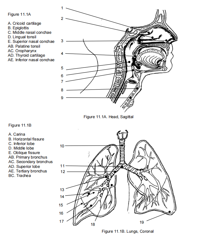 Figure 11.1A
A. Cricoid cartilage
B. Epiglottis
C. Middle nasal conchae
D. Lingual tonsil
E. Superior nasal conchae
AB. Palatine tonsil
AC. Oropharynx
AD. Thyroid cartilage
AE. Inferior nasal conchae
6.
7
Figure 11.1A. Head, Sagittal
Figure 11.1B
A. Carina
B. Horizontal fissure
C. Inferior lobe
10
D. Middle lobe
E. Oblique fissure
AB. Primary bronchus
AC. Secondary bronchus
AD. Superior lobe
AE. Tertiary bronchus
BC. Trachea
11
12
13
14
15
16
17
19
18
Figure 11.1B. Lungs, Coronal
3.
Co
