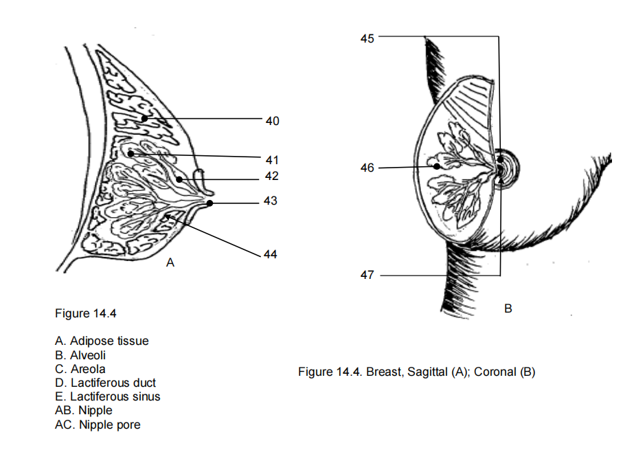 45
40
41
46
42
43
44
A
47
B
Figure 14.4
A. Adipose tissue
B. Alveoli
C. Areola
D. Lactiferous duct
Figure 14.4. Breast, Sagittal (A); Coronal (B)
E. Lactiferous sinus
AB. Nipple
AC. Nipple pore
