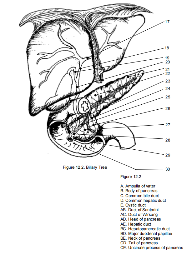 17
18
19
20
21
22
23
24
25
26
27
28
29
Figure 12.2. Biliary Tree
30
Figure 12.2
A Ampulla of vater
B. Body of pancreas
C. Common bile duct
D. Common hepatic duct
E. Cystic duct
AB. Duct of Santorini
AC. Duct of Wirsung
AD. Head of pancreas
AE. Hepatic duct
BC. Hepatopancreatic duct
BD. Major duodenal papillae
BE. Neck of pancreas
CD. Tail of pancreas
CE. Uncinate process of pancreas
