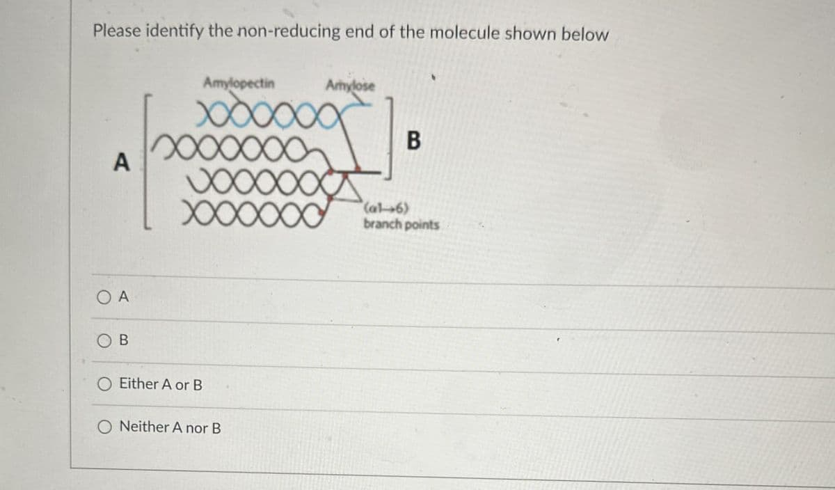 Please identify the non-reducing end of the molecule shown below
Amylopectin
Amylose
A
A
B
XXXXXXX
Either A or B
Neither A nor B
B
(al-6)
branch points