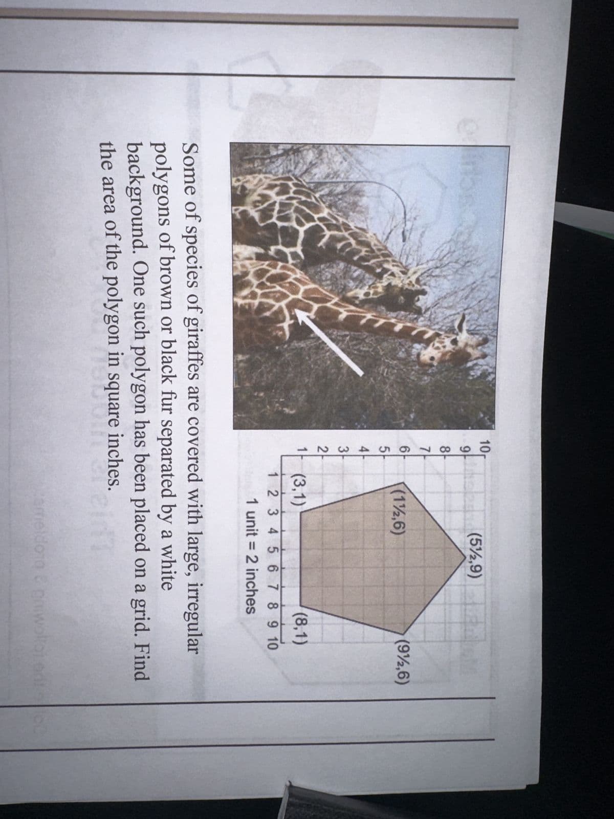 10
9
8
87
6
5
4
3
2
1
(5/2,9)
(112,6)
(912,6)
(3,1)
(8,1)
1 2 3 4 5 6 7 8 9 10
1 unit = 2 inches
Some of species of giraffes are covered with large, irregular
polygons of brown or black fur separated by a white
background. One such polygon has been placed on a grid. Find
the area of the polygon in square inches.
square metes
zameldoig & priwolla erito