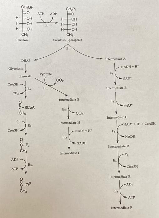 CHOH
CHP,
ATP
ADP
H-
OH
H OH
H-
OH
H-
OH
HHOH
Fuculose
Fuculose-1-phosphate
E
Intermediate A
DHAP
NADH + H
Glycolysis
Руruvate
E3
Руruvate
CO2
NAD
COASH
Es
Intermediate B
CO2
Intermediate G
E4
H3O*
C-SCOA
CH3
CO2
Intermediate C
P
Intermediate H
NAD + H* + COASH
COASH
NAD + H*
Es
E3
NADH
NADH
-P
CH3
Intermediate D
Intermediate I
ADP
Es
E10
COASH
АТР
Intermediate E
c-09
ADP
E7
ATP
Intermediate F
