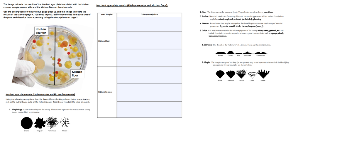 The image below is the results of the Nutrient agar plate inoculated with the kitchen
counter sample on one side and the kitchen floor on the other side.
Nutrient agar plate results (kitchen counter and kitchen floor):
Use the descriptions on the previous page (page 2), and this image to record the
results in the table on page 4. You need to pick 3 different colonies from each side of
2. Size: The diameter may be measured (mm). Tiny colonies are referred to as punctiform.
Area Sampled
Colony Descriptions
3. Surface: Bacterial colonies are frequently shiny and smooth in appearance. Other surface descriptions
might be: veined, rough, dull, wrinkled (or shriveled), glistening.
the plate and describe them accurately using the descriptions on page 2.
4. Texture: Several terms that may be appropriate for describing the texture or consistency of bacterial
growth are: dry, moist, mucoid, brittle, viscous, butyrous (buttery).
Kitchen
5. Color: It is important to describe the color or pigment of the colony: white, cream, greenish, etc. Also
counter
include descriptive terms for any other relevant optical characteristics such as: opaque, cloudy,
translucent, iridescent.
Kitchen Floor
6. Elevation: This describes the "side view" of a colony. These are the most common.
Raised
Convex
Flat
Umbonate
Crateriform
7. Margin: The margin or edge of a colony (or any growth) may be an important characteristic in identifying
an organism. Several examples are shown below.
Kitchen
floor
Entire
Undulate
Filiform
Curled
Lobate
Kitchen Counter
Nutrient agar plate results (kitchen counter and kitchen floor results)
Using the following descriptions, describe three different looking colonies (color, shape, texture,
etc) on the nutrient agar plate on the following page. Record your results in the table on page 3.
1. Morphology: Refers to the shape of the colony. These forms represent the most common colony
shapes you are likely to encounter.
Circular
Irregular
Filamentous
Rhizoid
