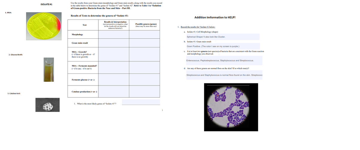 Use the results from your Gram stain (morphology and Gram stain result), along with the results you record
in the table below to determine the genus of "Isolate #1" and "Isolate #2". Refer to Table 1 in "Isolation
of Gram-positive Bacteria from the Nose and Skin – Part III.
ISOLATE #1
1. MSA:
Results of Tests to determine the genera of “Isolate #1:
Addition Imformation to HELP!
Results & Interpretation
(not just positive or negative, what
do the results tell you about the
unknown bacteria?)
Possible genera (genus)
Test
(there may be more than one)
1. Record the results for "Isolate #1 below:
Isolate #1: Cell Morphology (shape)
а.
Morphology
Spherical Shape/ It also look like Cluster.
b. Isolate #1: Gram stain result
Gram stain result
Gram Positive. (The color I see on my screen is purple.)
c. List at least two genera (not species) of bacteria that are consistent with the Gram reaction
and morphology you observed.
MSA – Growth?
2. Glucose Broth:
(+ if there is growth or – if
there is no growth)
Enterococcus, Peptostreptococcus, Staphylococcus and Streptococcus.
MSA – Ferments mannitol?
(+ if it can; - if it can't)
d. Are any of these genera are normal flora on the skin? If so which one(s)?
Streptococcus and Staphylococcus is normal flora found on the skin. Streptococc
Ferments glucose (+ or -)
Catalase production (+ or -)
3. Catalase test:
1. What is the most likely genus of "Isolate #1"?
1
