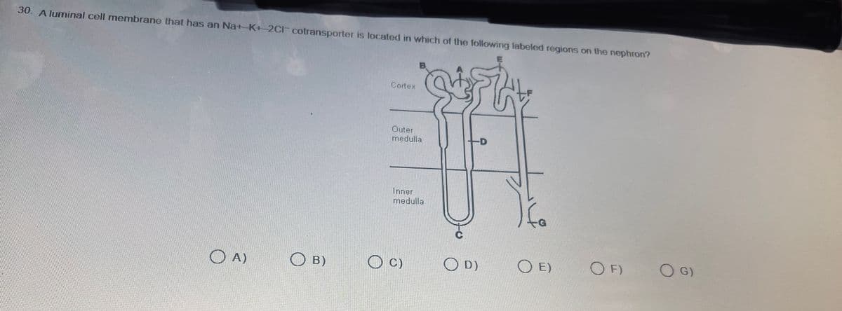 30. A luminal cell membrane that has an Na+ K+-2C cotransporter is located in which of the following labeled regions on the nephron?
OA)
B)
Cortex
Outer
medulla
Inner
medulla
C)
-D
OD)
OE)
OF)
O G)