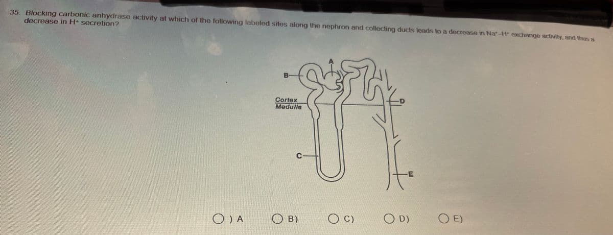 35. Blocking carbonic anhydrase activity at which of the following labeled sites along the nephron and collecting ducts leads to a decrease in Na-H* exchange activity, and thus a
decrease in H+ secretion?
O) A
Cortex
Medulla
n
C
B
B)
O C)
-E
OD)
OE)