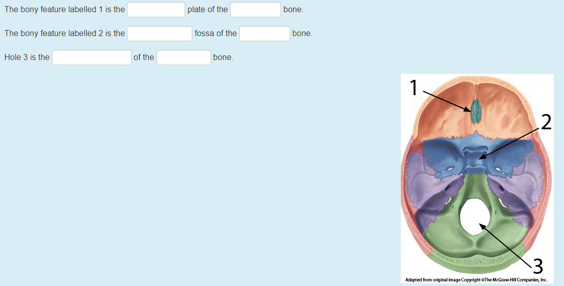 The bony feature labelled 1 is the
plate of the
bone.
The bony feature labelled 2 is the
fossa of the
bone.
Hole 3 is the
of the
bone.
1
2
Adapted from original image Copyright @The McGraw-Hill Companies, Inc.
