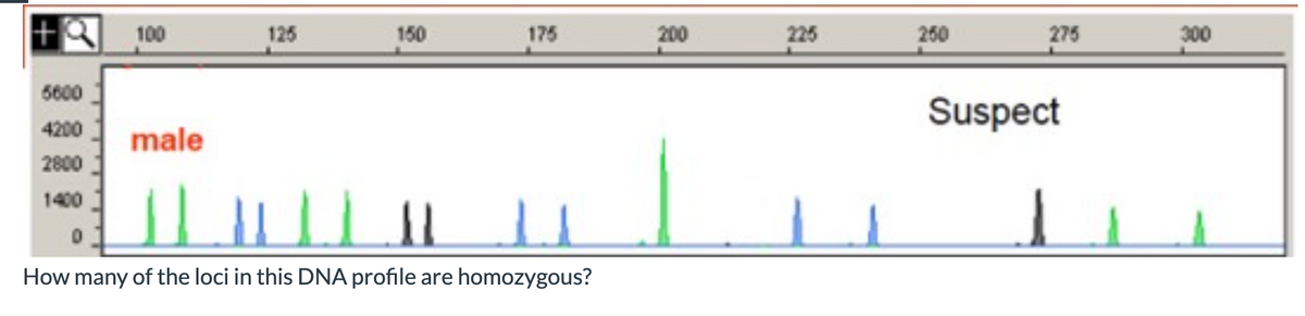 100
125
150
175
200
225
250
275
300
5600
Suspect
4200
male
2800
1400
How many of the loci in this DNA profile are homozygous?
