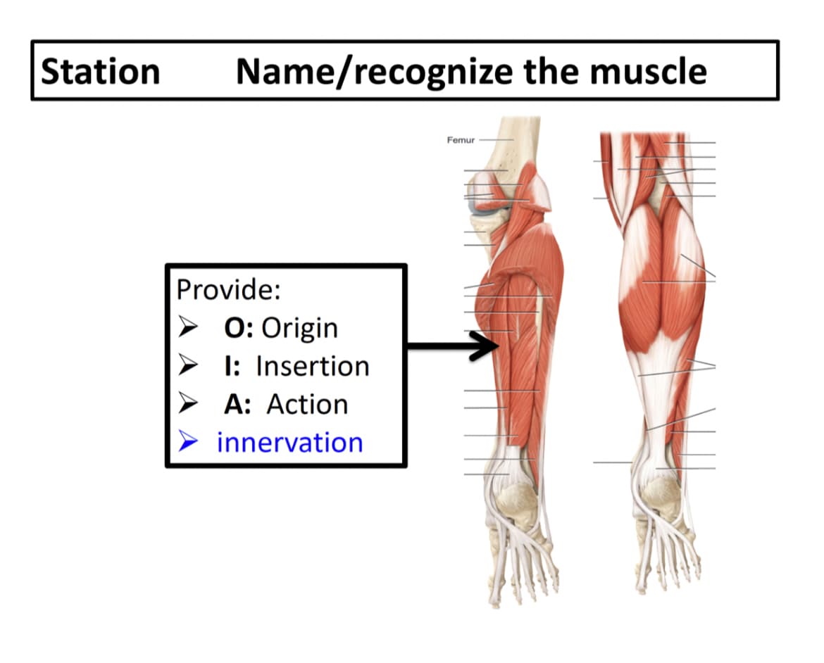 Station
Name/recognize the muscle
Femur
Provide:
O: Origin
I: Insertion
A: Action
innervation
