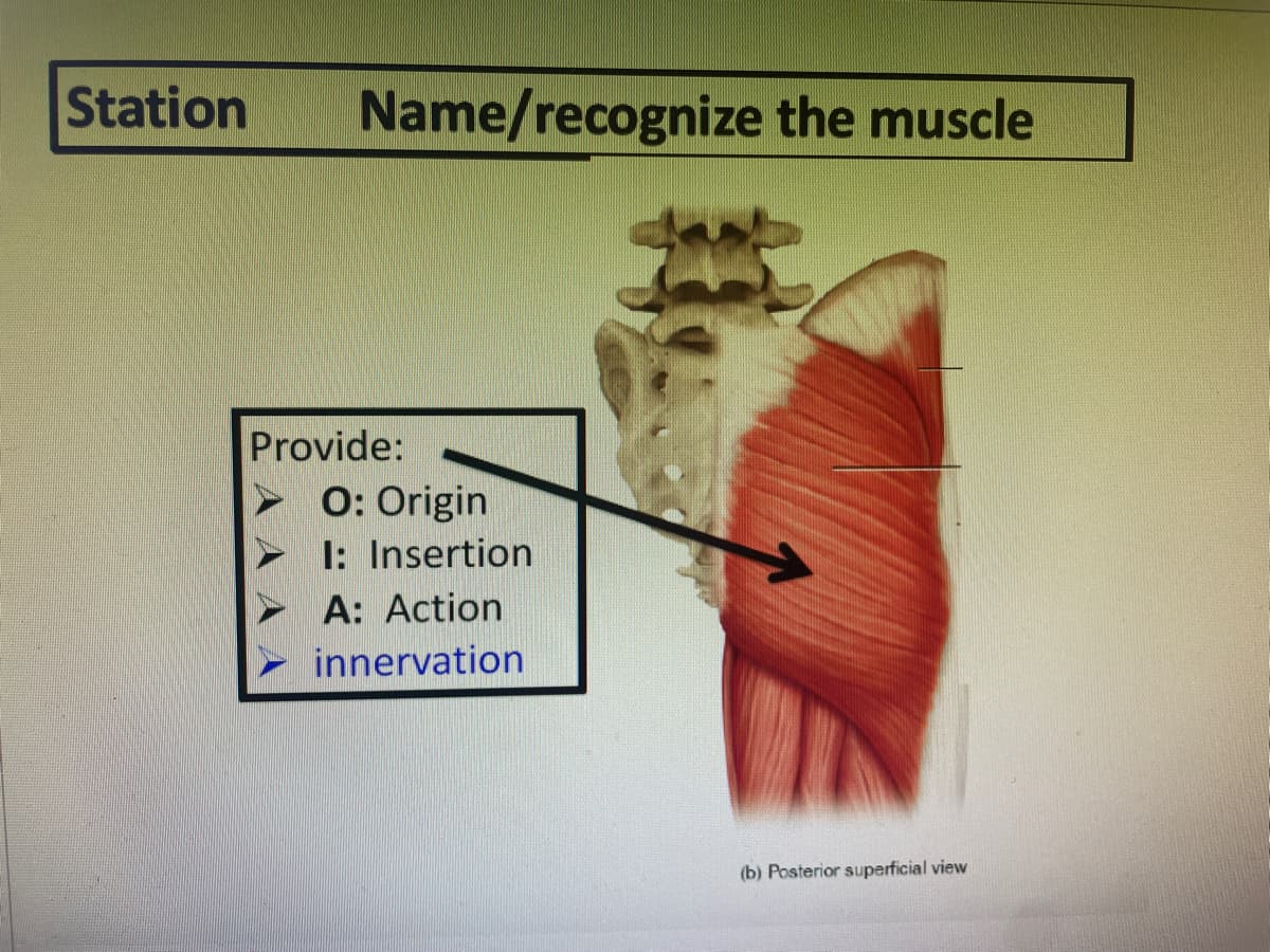 Station
Name/recognize the muscle
Provide:
O: Origin
I: Insertion
A: Action
innervation
(b) Posterior superficial view
