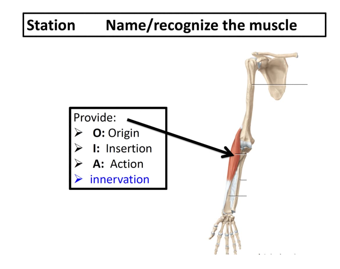 Station
Name/recognize the muscle
Provide:
> 0: Origin
I: Insertion
A: Action
innervation
