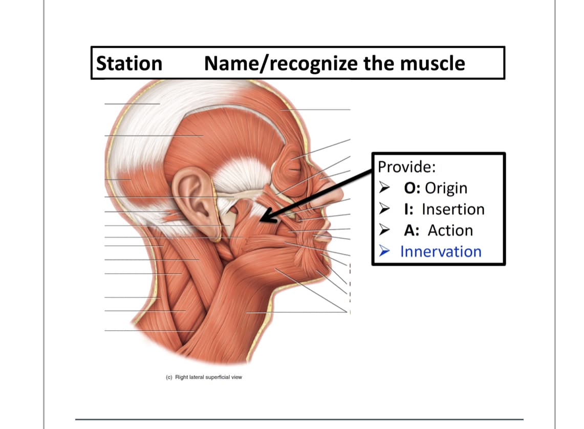 Station
Name/recognize the muscle
Provide:
O: Origin
I: Insertion
A: Action
Innervation
(c) Right lateral superficial view
