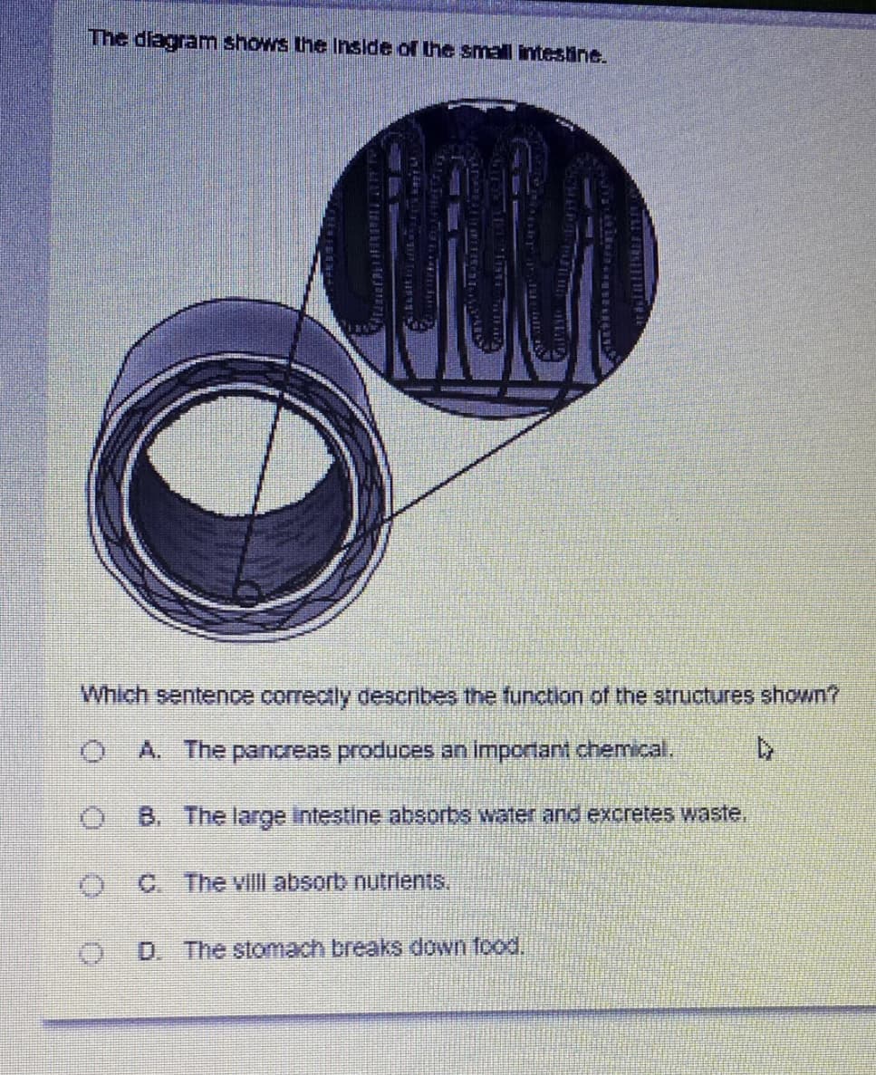 The diagram shows the Inside of the small intesine.
Which sentence correctly describes the function of the structures shown?
A. The pancreas produces an Important chemical.
O B. The large intestine absorbs water and excretes waste.
O C. The vill absorb nutrients.
D. The stomach breaks down food.
