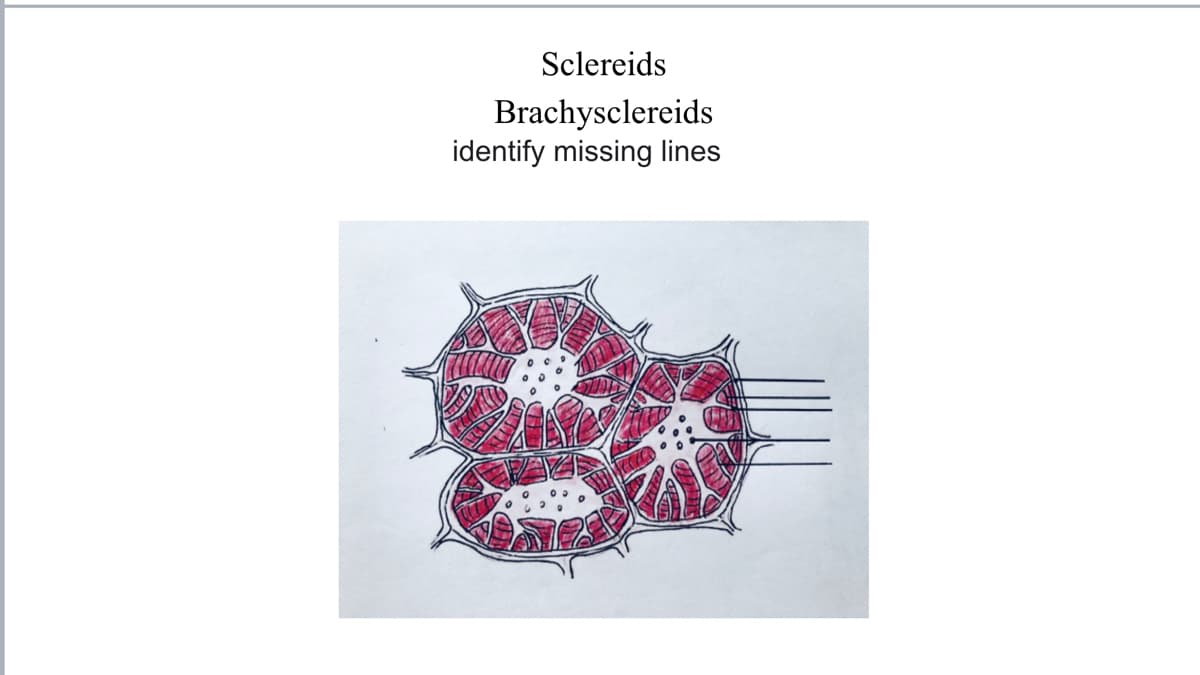 Sclereids
Brachysclereids
identify missing lines
