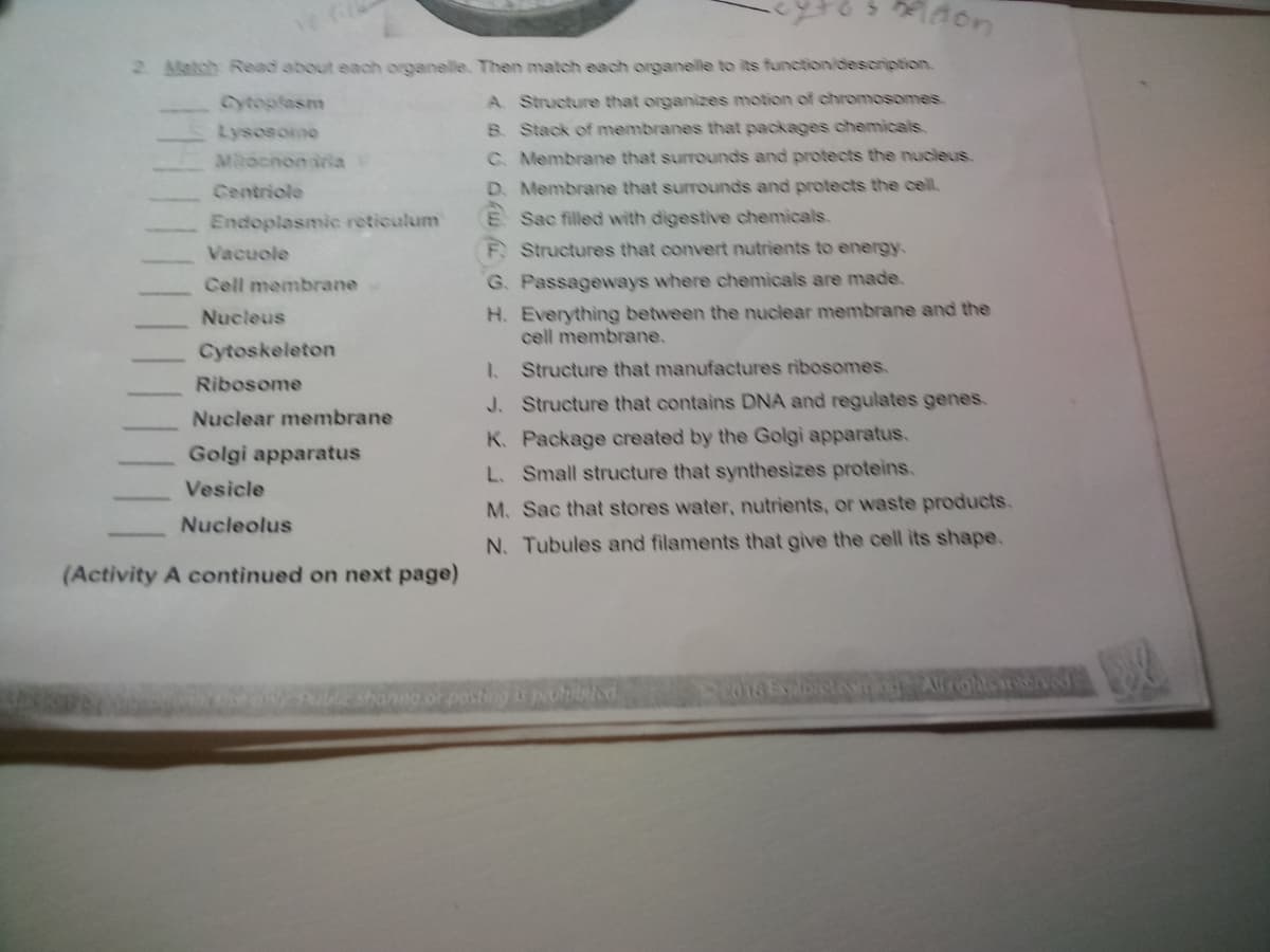 2. Match Read about each organelle. Then match each organelle to its function/description.
A. Structure that organizes motion of chromosomes.
B. Stack of membranes that packages chemicals.
C. Membrane that surrounds and protects the nucleus
D. Membrane that surrounds and protects the cell.
E Sac filled with digestive chemicals.
Lysosome
MRochondria
Centriole
Endoplasmic reticulum
Vacuole
Cell membrane
Nucleus
Cytoskeleton
Ribosome
Nuclear membrane
Golgi apparatus
Vesicle
Nucleolus
(Activity A continued on next page)
don
F. Structures that convert nutrients to energy.
G. Passageways where chemicals are made.
H. Everything between the nuclear membrane and the
cell membrane.
1. Structure that manufactures ribosomes.
J. Structure that contains DNA and regulates genes.
K. Package created by the Golgi apparatus.
L. Small structure that synthesizes proteins.
M. Sac that stores water, nutrients, or waste products.
N. Tubules and filaments that give the cell its shape.
sting is prohibited.