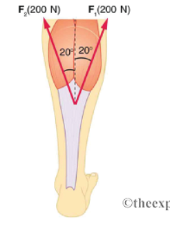 F, (200 N)
F, (200 N)
20% 20%
Otheexp