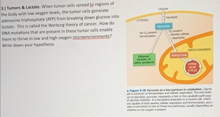 3.) Tumors & Lactate. When tumor cells spread to regions of
the body with low oxygen levels, the tumor cells generate
adenosine triphosphate (ATP) from breaking down glucose into
lactate. This is called the Warburg theory of cancer. How do
DNA mutations that are present in these tumor cells enable
them to thrive in low and high oxygen microenvironments?
Write down your hypothesis.
Glucose
CYTOSOL
Glycolysis
Pyruvate
No O, present
Fermentation
O, present
Aerobic cellular
respiration
MITOCHONDRION
Ethanol,
lactate, or
other products
Acetyl CoA
CITRIC
ACID
CYCLE
A Figure 9.18 Pyruvate as a key juncture in catabolism. Glycol-
ysis is common to fermentation and cellular respiration. The end prod-
uct of glycolysis pyruvate, represents a fork in the catabolic pathways
of glucose oxidation. In a facultative anaerobe or a muscle cell, which
are capable of both aerobic cellular respiration and fermentation, pyru-
vate is committed to one of those two pathways, usually depending on
whether or not aygen is present
