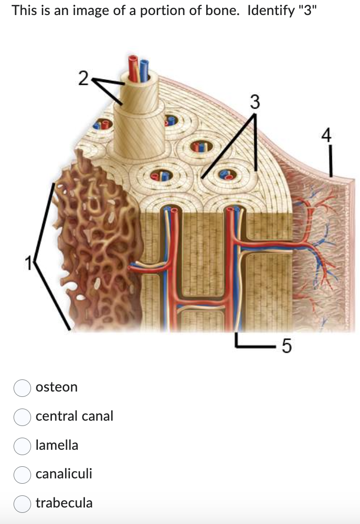 This is an image of a portion of bone. Identify "3"
osteon
2
central canal
lamella
canaliculi
trabecula
3
L5
4