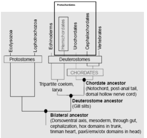 Protochordates
Protostomes
Deuterostomes
CHORDATES
Tripartite coelom,
larva
Chordate ancestor
(Notochord, post-anal tail,
|dorsal hollow nerve cord)
Deuterostome ancestor
(Gill slits)
Bilateral ancestor
(Dorsoventral axis, mesoderm, through gut,
cephalization, hox domains in trunk,
tinman heart, pax6/emx/otx domains in head)
FEcdysozoa
FLophotrochozoa
Echinoderms
Hemichordates
Urochordates
Cephalochordates
Vertebrates
