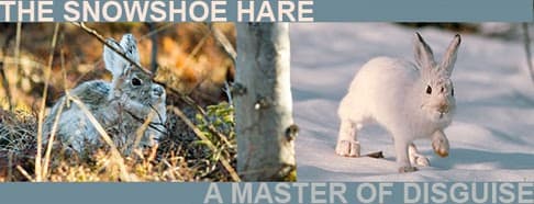 THE SNOWSHOE HARE
A MASTER OF DISGUISE
