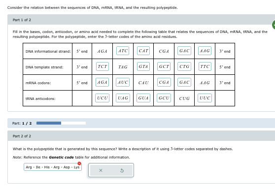 Consider the relation between the sequences of DNA, mRNA, tRNA, and the resulting polypeptide.
Part 1 of 2
Fill in the bases, codon, anticodon, or amino acid needed to complete the following table that relates the sequences of DNA, mRNA, tRNA, and the
resulting polypeptide. For the polypeptide, enter the 3-letter codes of the amino acid residues.
DNA informational strand: 5' end
AGA ATC CAT
CGA
GAC
AAG
3' end
DNA template strand:
3' end
TCT
TAG
GTA GCT
CTG
TTC
5' end
mRNA codons:
5' end
AGA
AUC CAU
CGA
GAC
ᎪᎯᏳ
3' end
tRNA anticodons:
UCU
UAG
GUA
GCU
CUG
UUC
Part: 1/2
Part 2 of 2
What is the polypeptide that is generated by this sequence? Write a description of it using 3-letter codes separated by dashes.
Note: Reference the Genetic code table for additional information.
Arg - Ile - His - Arg - Asp - Lys