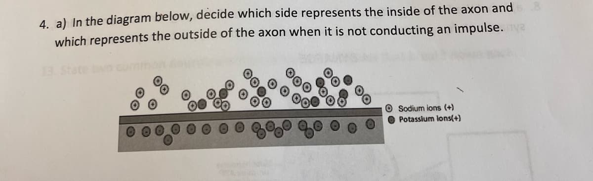 4. a) In the diagram below, decide which side represents the inside of the axon and
which represents the outside of the axon when it is not conducting an impulse.
O
Sodium ions (+)
Potassium ions(+)