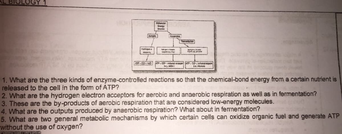 Metobsh
Shegy
Seyres
Aaretie
Feaden
ydaar e
agalep
ATP C0 edueod eo AP, Co mdupooi eganie
e Alconol
1. What are the three kinds of enzyme-controlled reactions so that the chemical-bond energy from a certain nutrient is
released to the cell in the form of ATP?
2. What are the hydrogen electron acceptors for aerobic and anaerobic respiration as well as in fermentation?
3. These are the by-products of aerobic respiration that are considered low-energy moiecules.
4. What are the outputs produced by anaerobic respiration? What about in fermentation?
5. What are two general metabolic mechanisms by which certain cells can oxidize organic fuel and generate ATP
without the use of oxygen?
