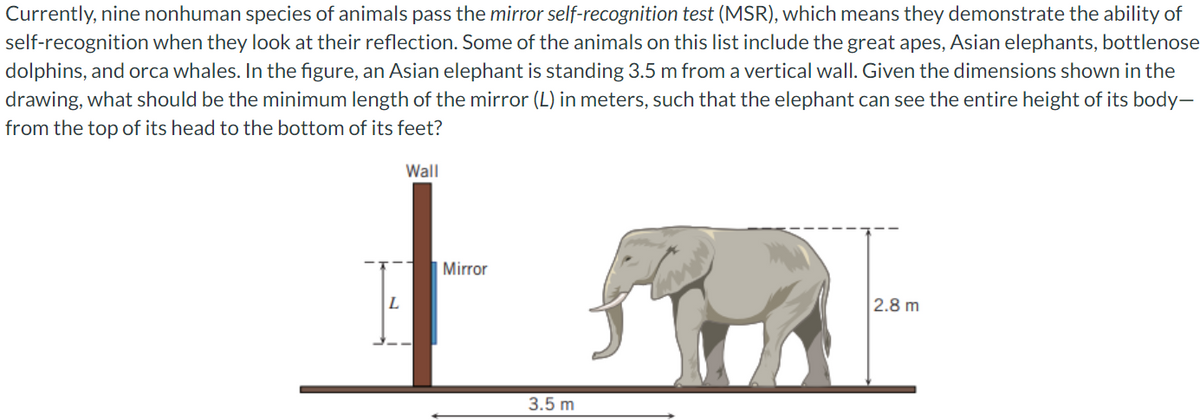 Currently, nine nonhuman species of animals pass the mirror self-recognition test (MSR), which means they demonstrate the ability of
self-recognition when they look at their reflection. Some of the animals on this list include the great apes, Asian elephants, bottlenose
dolphins, and orca whales. In the figure, an Asian elephant is standing 3.5 m from a vertical wall. Given the dimensions shown in the
drawing, what should be the minimum length of the mirror (L) in meters, such that the elephant can see the entire height of its body-
from the top of its head to the bottom of its feet?
Wall
Mirror
3.5 m
2.8 m