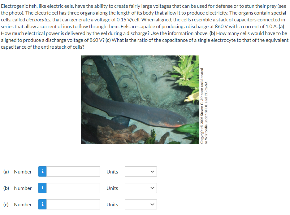 Electrogenic fish, like electric eels, have the ability to create fairly large voltages that can be used for defense or to stun their prey (see
the photo). The electric eel has three organs along the length of its body that allow it to produce electricity. The organs contain special
cells, called electrocytes, that can generate a voltage of 0.15 V/cell. When aligned, the cells resemble a stack of capacitors connected in
series that allow a current of ions to flow through them. Eels are capable of producing a discharge at 860 V with a current of 1.0 A. (a)
How much electrical power is delivered by the eel during a discharge? Use the information above. (b) How many cells would have to be
aligned to produce a discharge voltage of 860 V? (c) What is the ratio of the capacitance of a
capacitance of the entire stack of cells?
single electrocyte to that of the equivalent
(a) Number i
(b) Number
(c) Number
i
Units
Units
Units
>
<
Copyright © 2006 Steven G. Johnson and donated
to Wikipedia under GFDL and CC-by-SA.